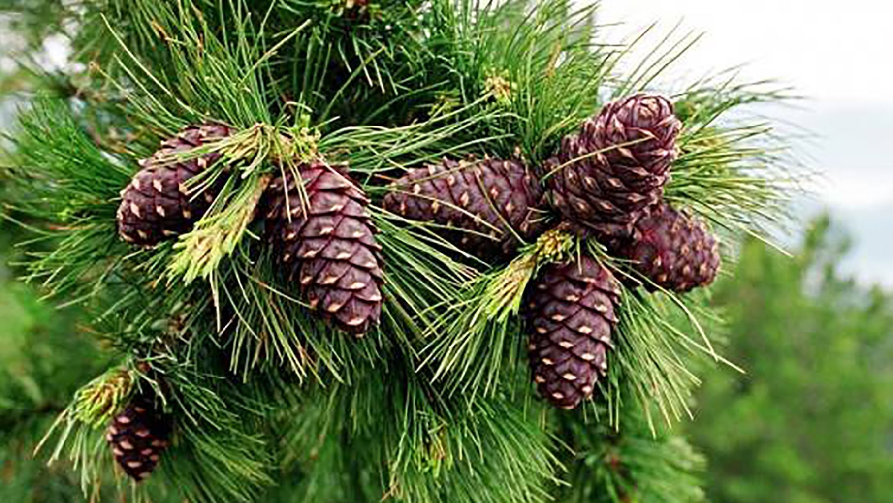 Японцы делают алкогольный напиток из деревьев: сенсационное открытие Японцы делают алкогольный напиток из деревьев: сенсационное открытие