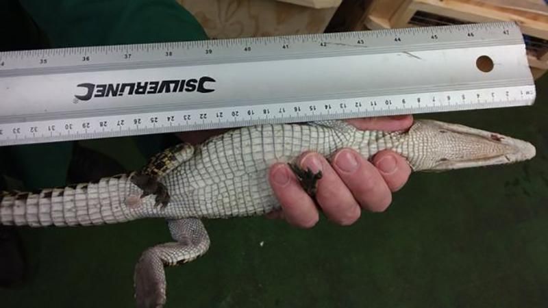 50 крокодилів, яких везли на м'ясо, затримали в аеропорту: одна рептилія загинула 50 крокодилів, яких везли на м'ясо, затримали в аеропорту: одна рептилія загинула