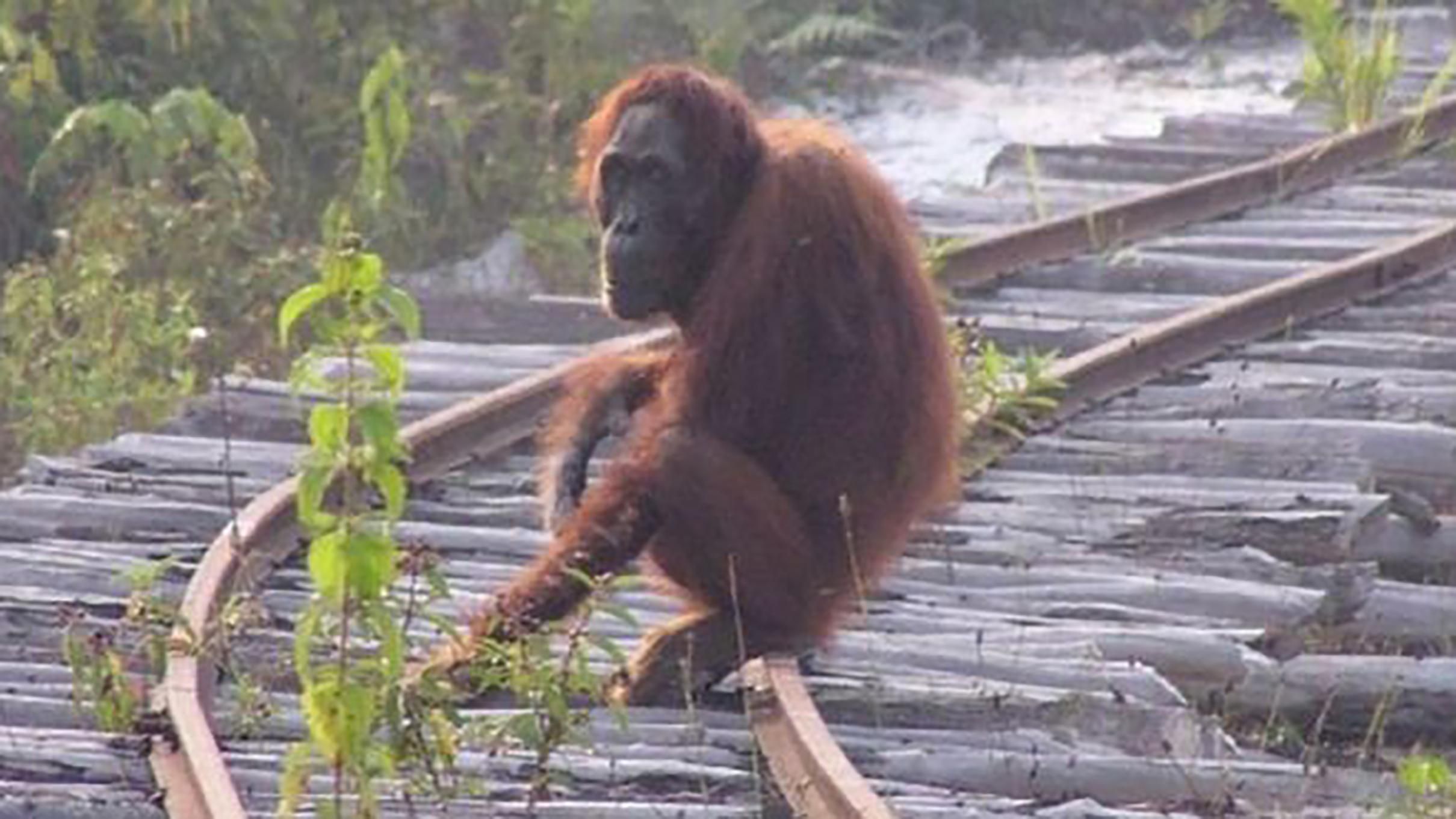 Самый редкостный вид обезьян в мире может исчезнуть из-за вреда людей
