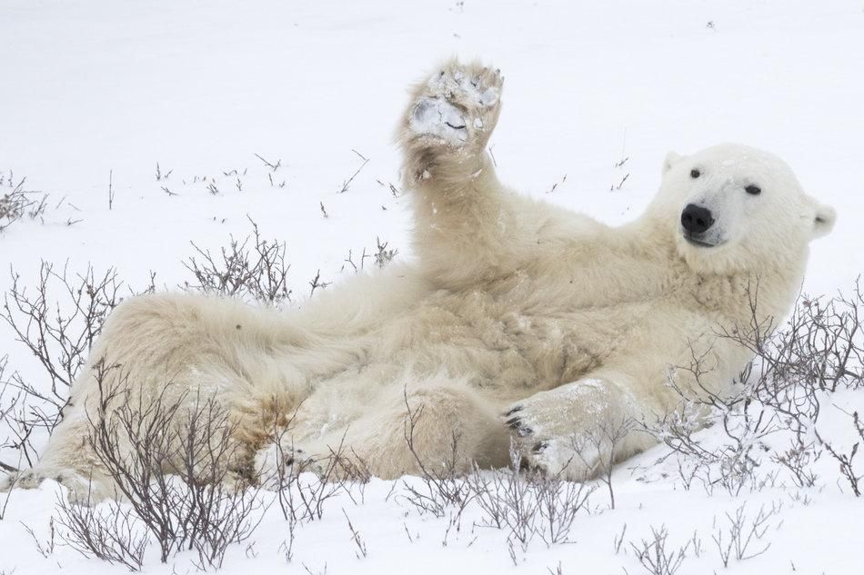 Танцюючі ведмеді та сором'язливий заєць: найкумедніші знімки відомого фотоконкурсу