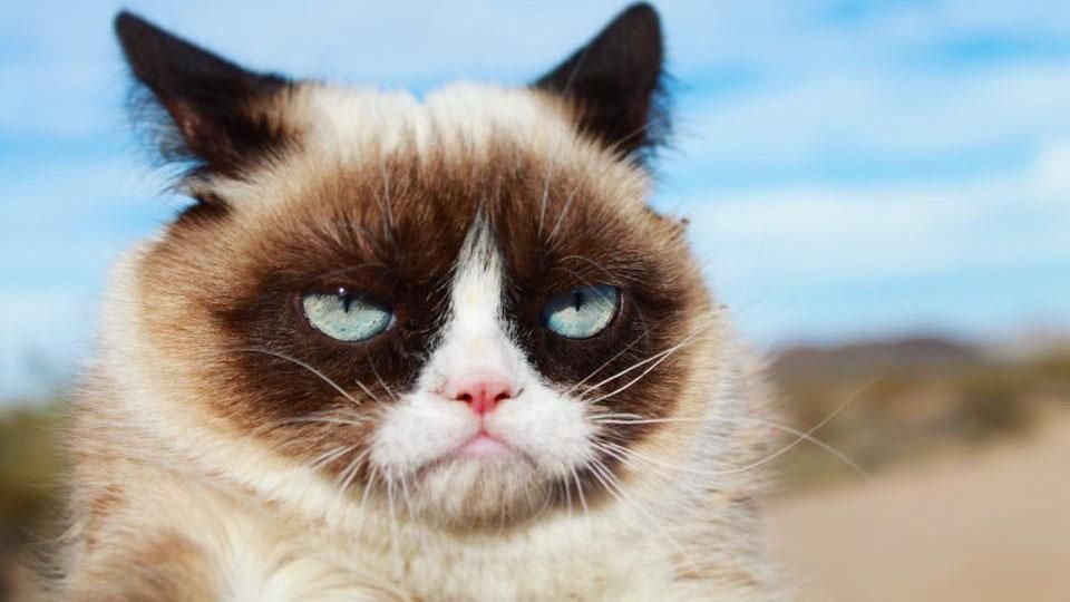 #Котозрада: в Австралії звели найдовший у світі паркан проти кішок #Котозрада: в Австралії звели найдовший у світі паркан проти кішок