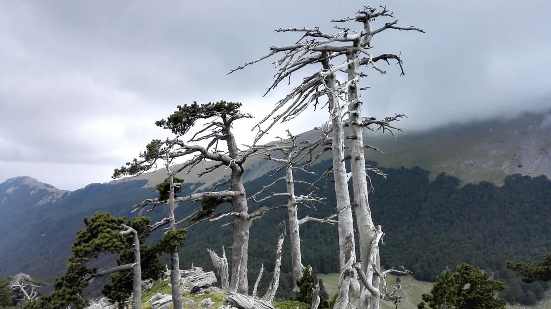 В Италии нашли самое старое дерево Европы