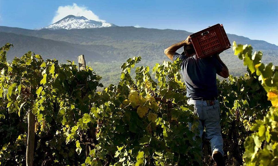 Новий тренд: де знайти унікальне "вулканічне" вино