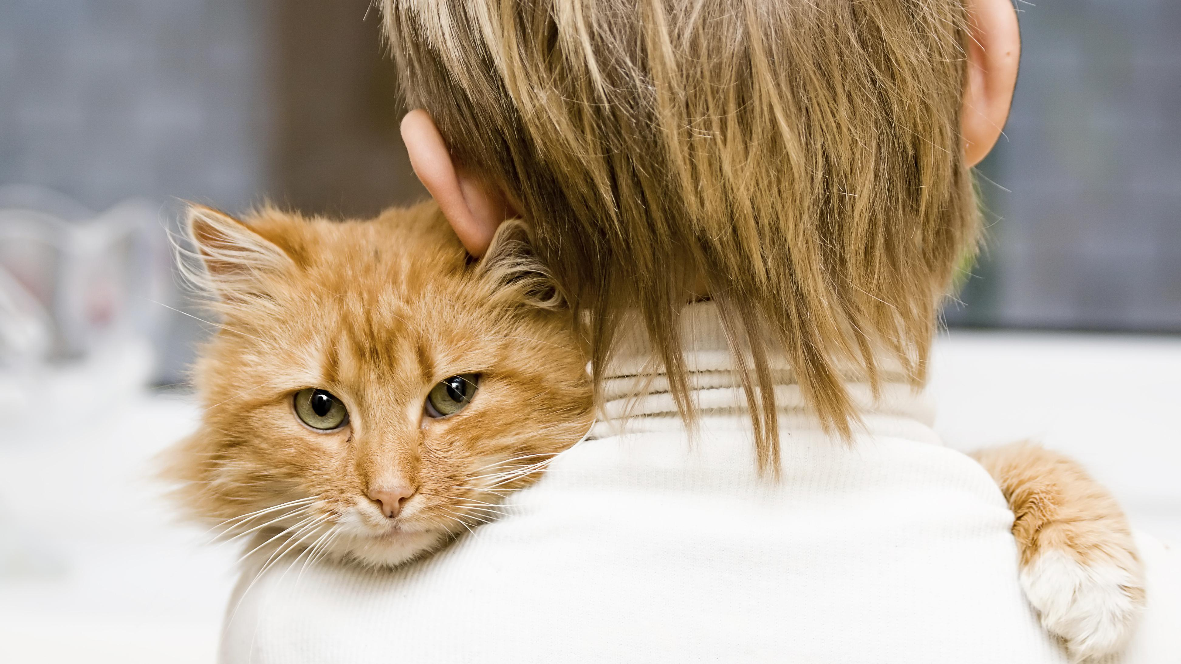 Кто видит лучше: люди или коты – исследование ученых