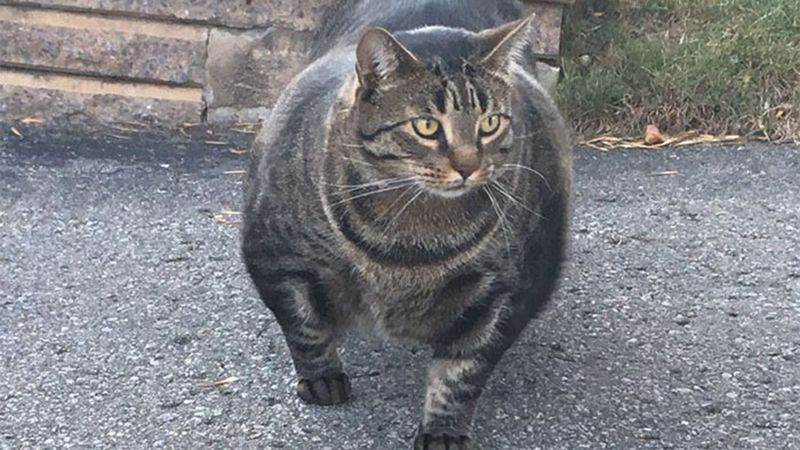 Мускулистый кот стал звездой сети: веселые фото Мускулистый кот стал звездой сети: веселые фото