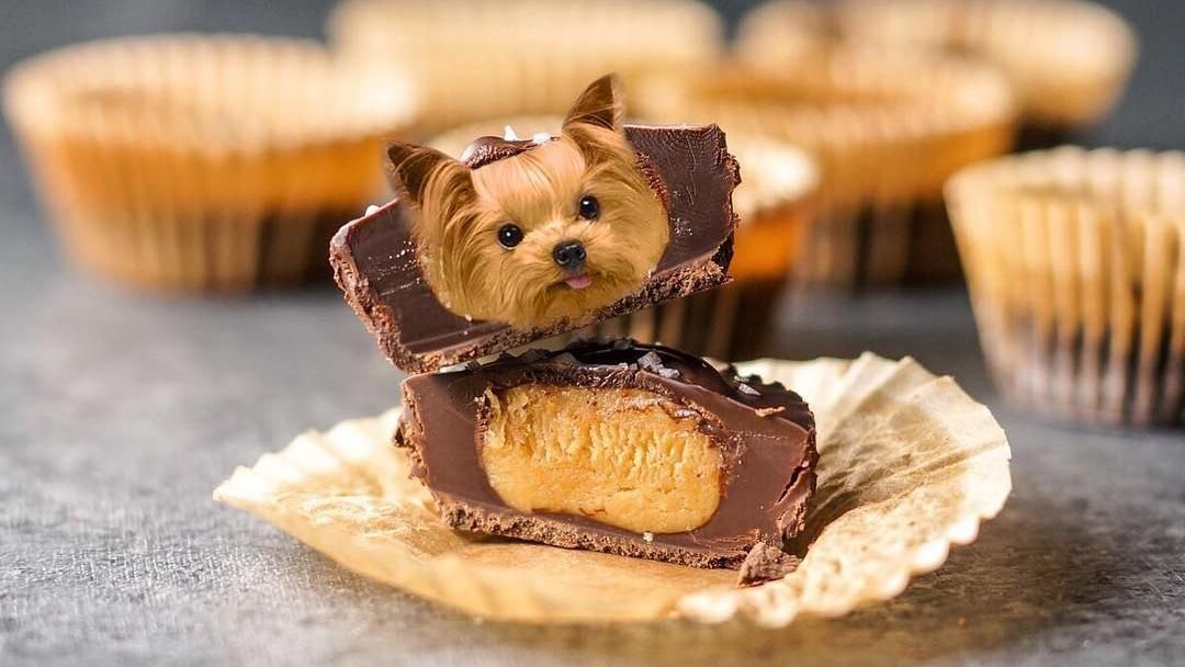 В сети сходят с ума от еды, в которой "размещают" собак: забавные фото В сети сходят с ума от еды, в которой "размещают" собак: забавные фото