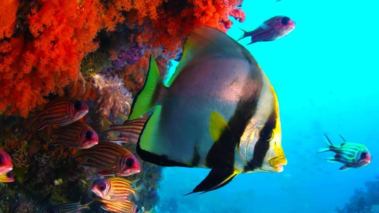 BBC опубликовал впечатляющие 10-часовые видео об океане: захватывающие кадры
