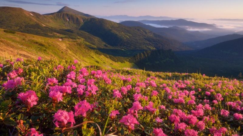 Сеть заполонили удивительные фото красной руты в Карпатах