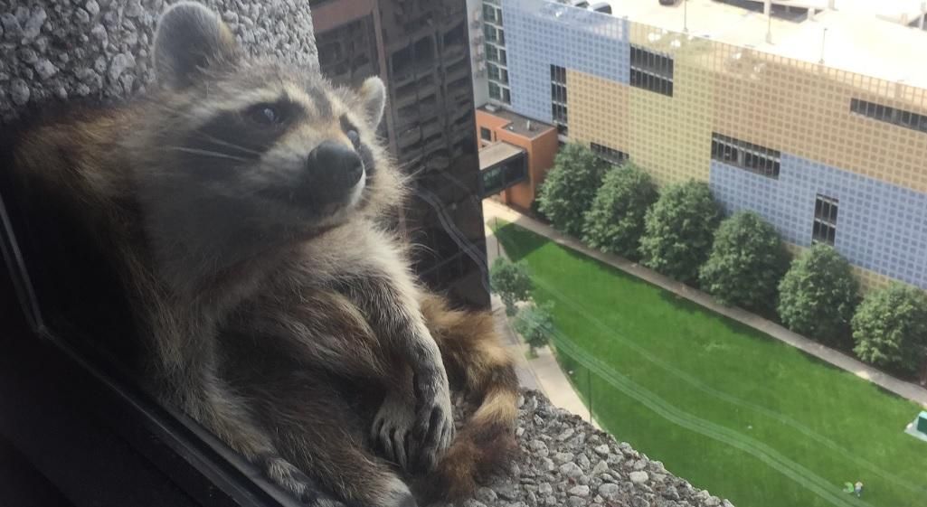 Енот-экстремал стал героем сети: фото, которые захватывают дух Енот-экстремал стал героем сети: фото, которые захватывают дух