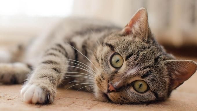 Мережа шаленіє від оптичної ілюзії з котом: відео Мережа шаленіє від оптичної ілюзії з котом: відео