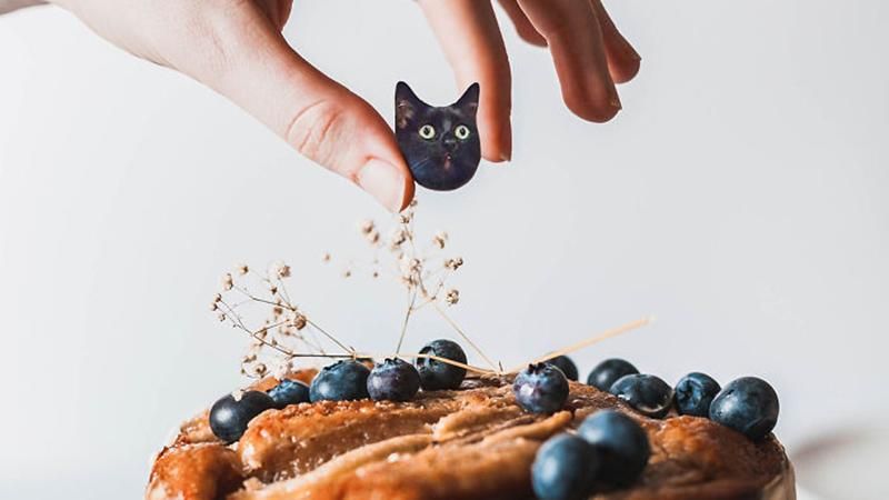 Ілюстратор дотепно поєднує фото котів та їжі: весела добірка