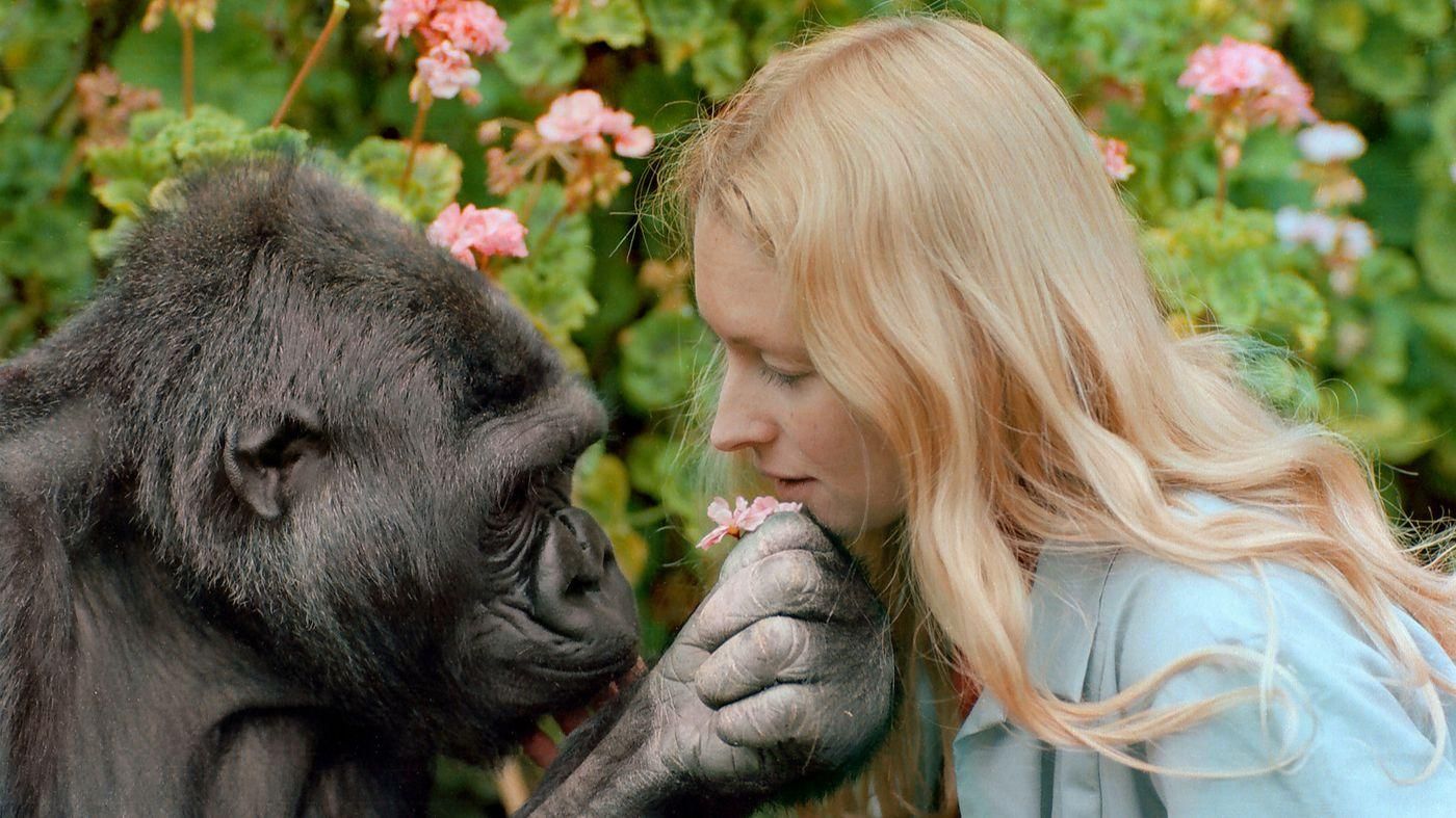 Померла горила Коко – тварина, яка знала мову жестів