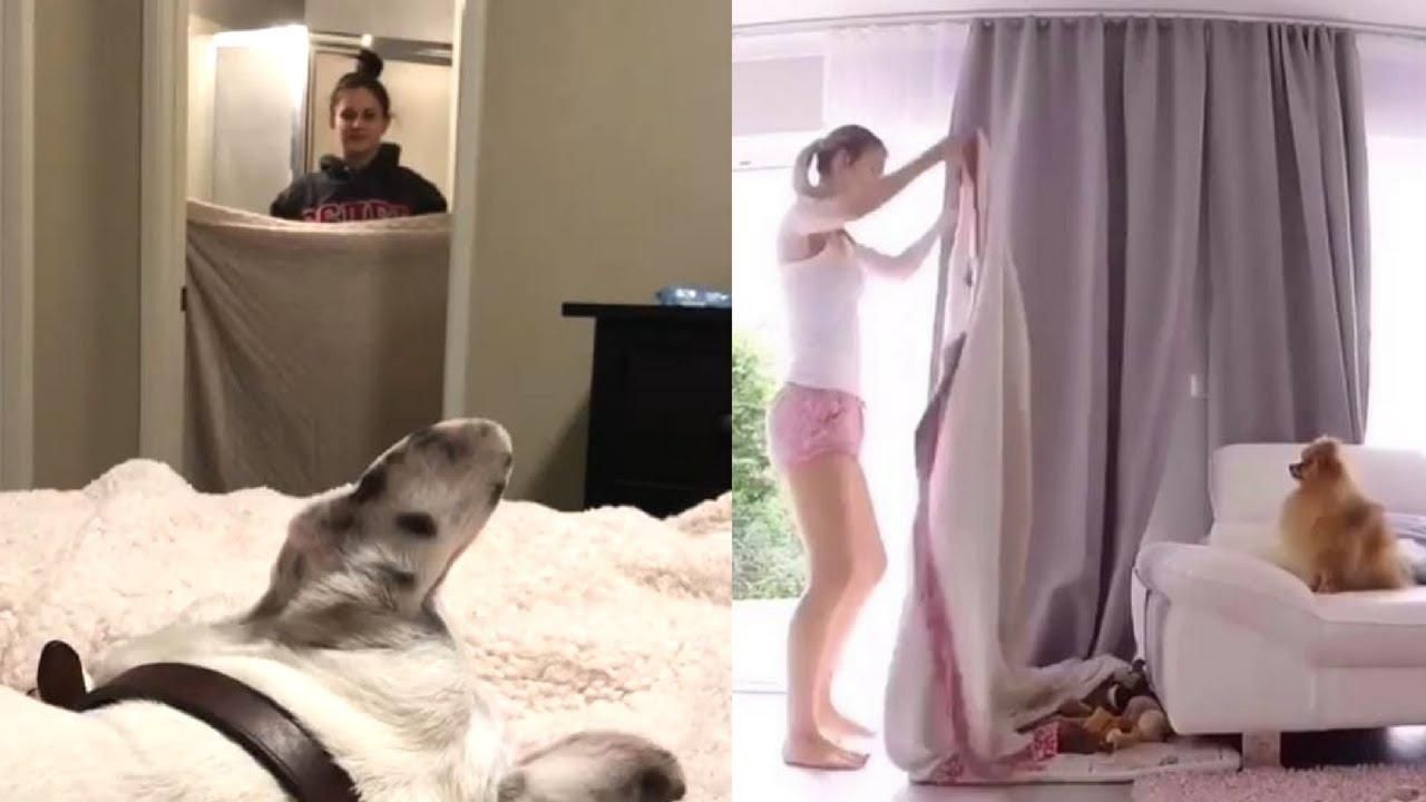 Оце так пухнастик: власники собак запустили смішний флешмоб Оце так пухнастик: власники собак запустили смішний флешмоб