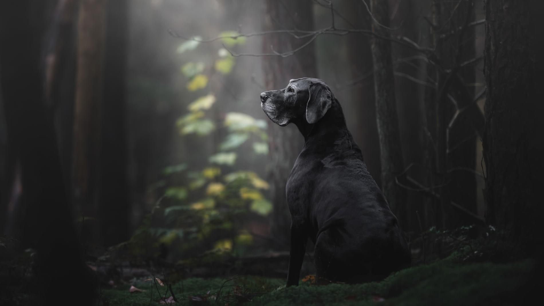 Выбраны 13 лучших фотографий собак с престижного конкурса: миловидные кадры