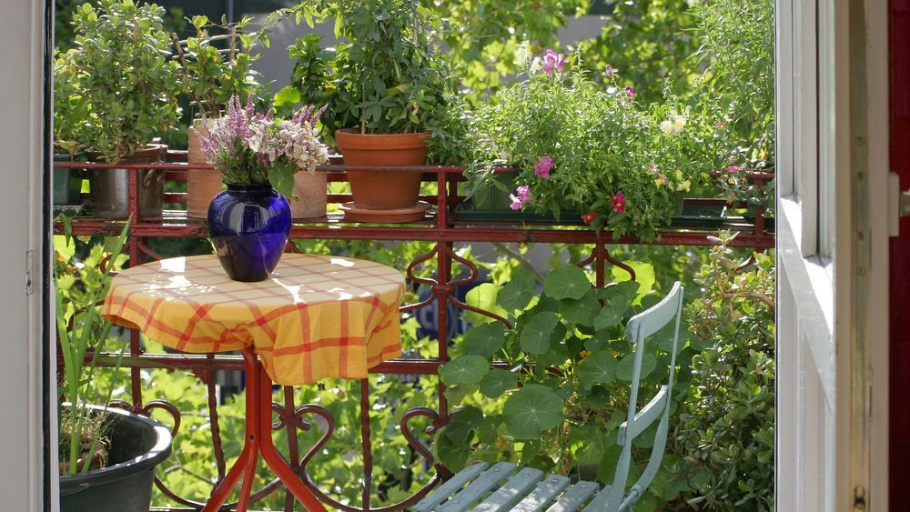 Для балкону чи саду: 3 рослини, які цвітуть протягом всього літа Для балкону чи саду: 3 рослини, які цвітуть протягом всього літа