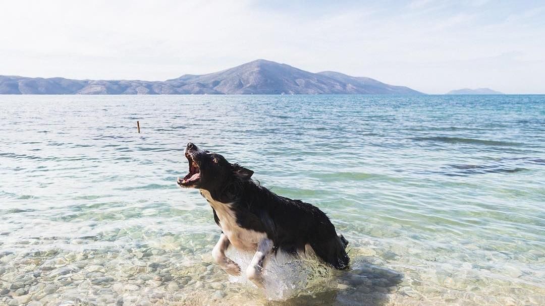 15 собак в Instagram, які подорожують разом зі своїми господарями: неймовірні фото