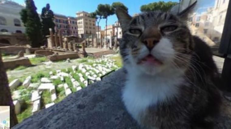 На Google Maps заметили морду кота: смешное видео На Google Maps заметили морду кота: смешное видео
