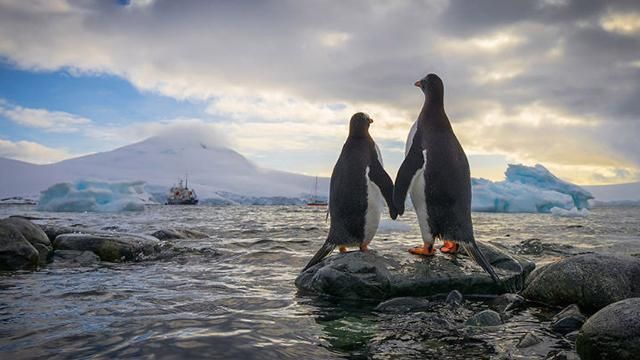 Закохані пінгвіни зачарували мережу: миле відео