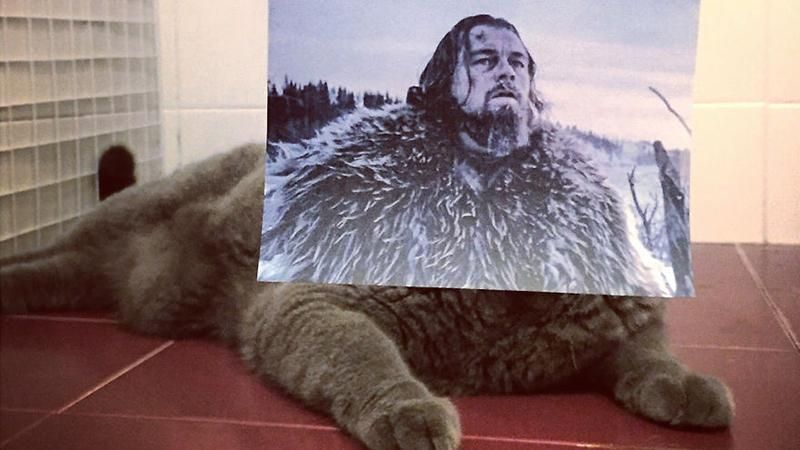 Фотограф поєднує постери до відомих фільмів з котами: дуже весела добірка
