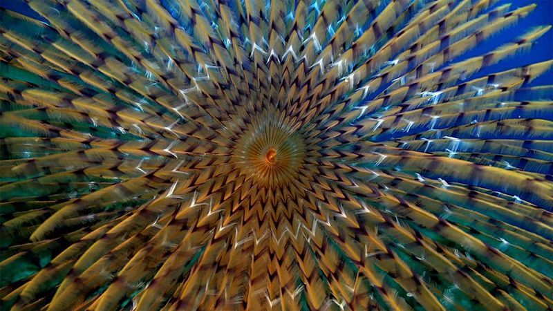 Науковці показали підводний світ Сицилії: дивовижні фото Науковці показали підводний світ Сицилії: дивовижні фото