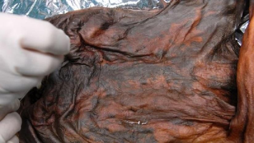 Чим харчувалася людина 5 тисяч років тому: відповідь науковців Чим харчувалася людина 5 тисяч років тому: відповідь науковців