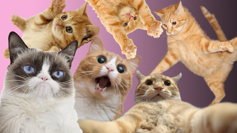 Всесвітній день котів: найвеселіші фото з котами, які змусять посміятися