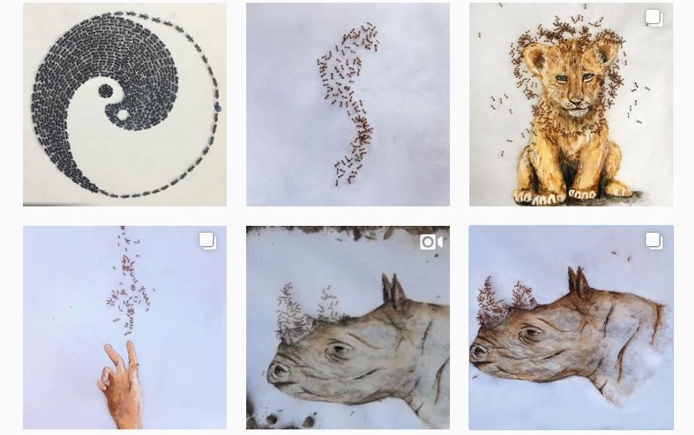 Уникальное искусство: художница создает картины с помощью муравьев