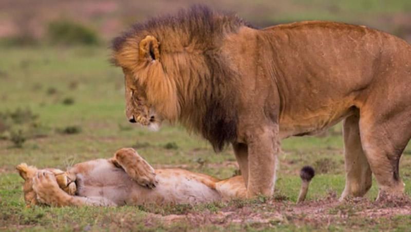 Забавные фото животных, от которых невозможно удержать смех Забавные фото животных, от которых невозможно удержать смех