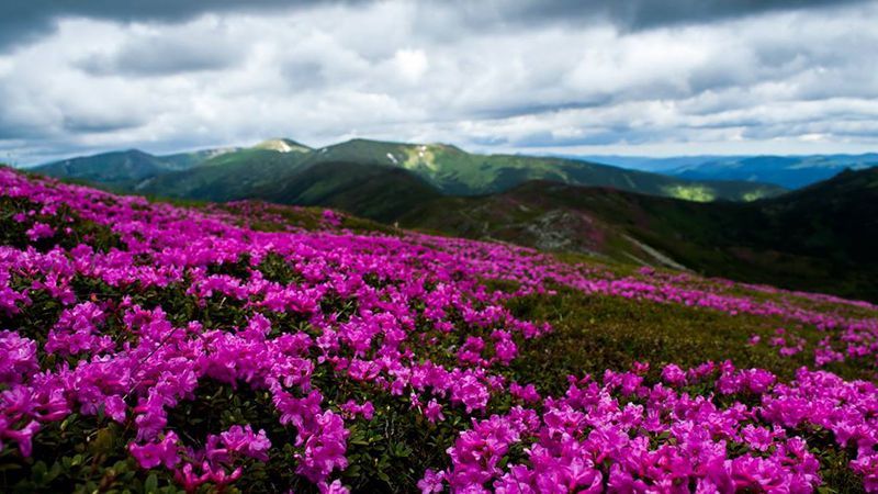В Карпатах зацвела червоная рута: эффектные фото В Карпатах зацвела червоная рута: эффектные фото