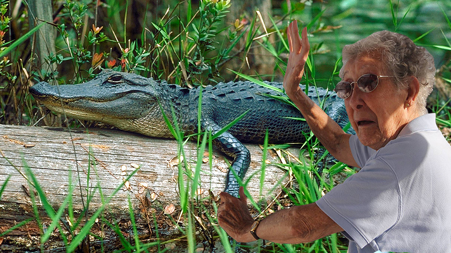 Бабця з Техасу вбила алігатора, щоб помститися за свого поні Бабця з Техасу вбила алігатора, щоб помститися за свого поні
