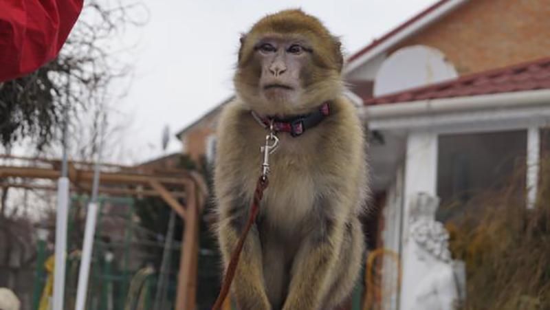 Втеча із зоопарку у Вінниці: мавпа збила з пантелику доглядальників 