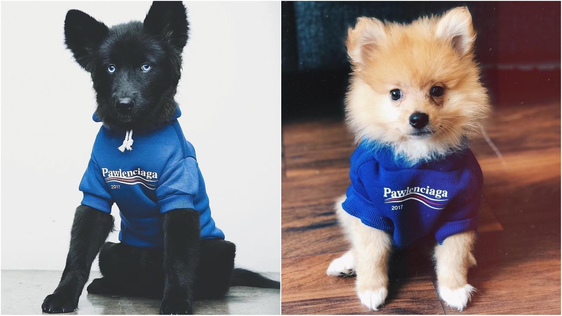 Модный бренд Balenciaga подал в суд на производителя одежды для собак Pawlenciaga Модный бренд Balenciaga подал в суд на производителя одежды для собак Pawlenciaga