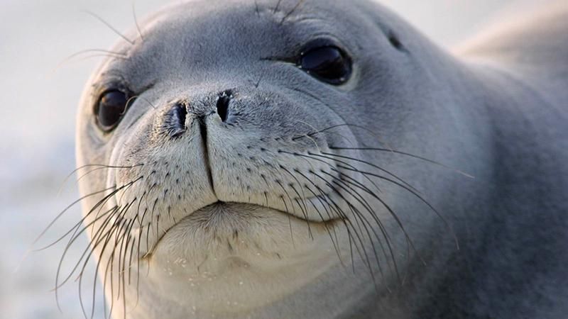 Як діяльність людей знищує світ тварин: шокуючі дані Як діяльність людей знищує світ тварин: шокуючі дані