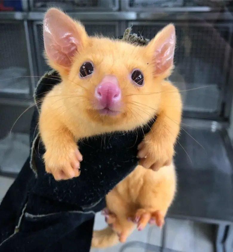 В Австралії знайшли опосума, що схожий на Пікачу: милі фото - 4 грудня 2018 - Телеканал новин 24