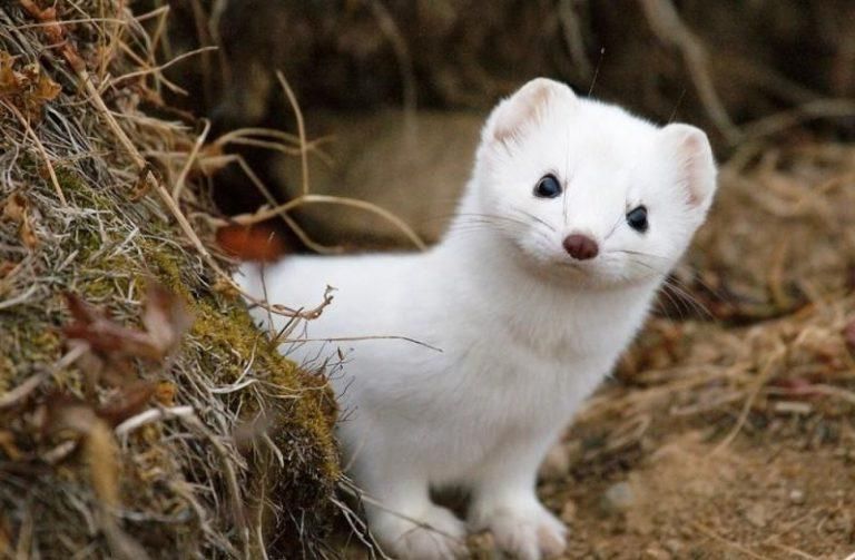 Chanel больше не использует мех и кожу экзотических животных Chanel больше не использует мех и кожу экзотических животных