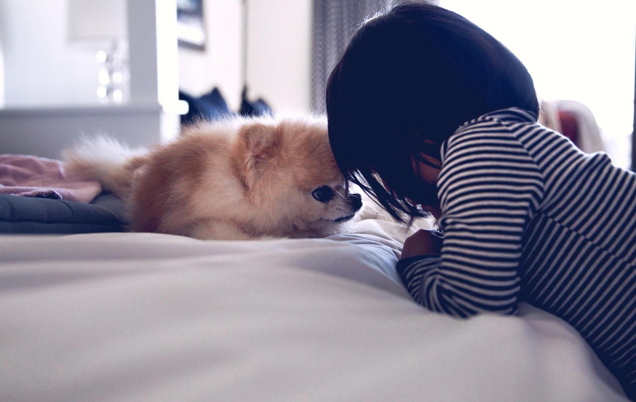 У США помер відомий собака на прізвисько Бу: милі фото зірки соціальних мереж