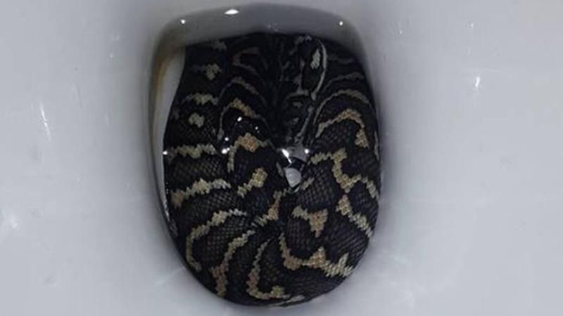 В Австралии огромный питон залез в унитаз и укусил женщину В Австралии огромный питон залез в унитаз и укусил женщину