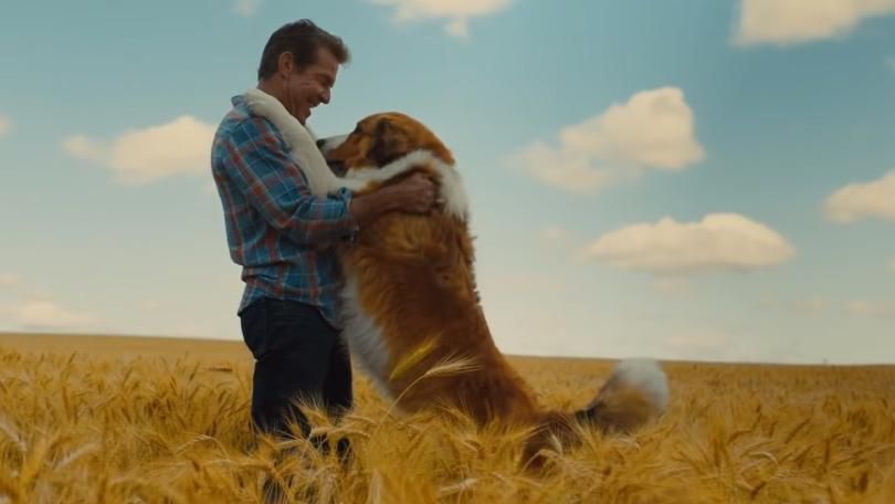 В сети появился первый трейлер к фильму "Путешествие хорошего пса": трогательное видео