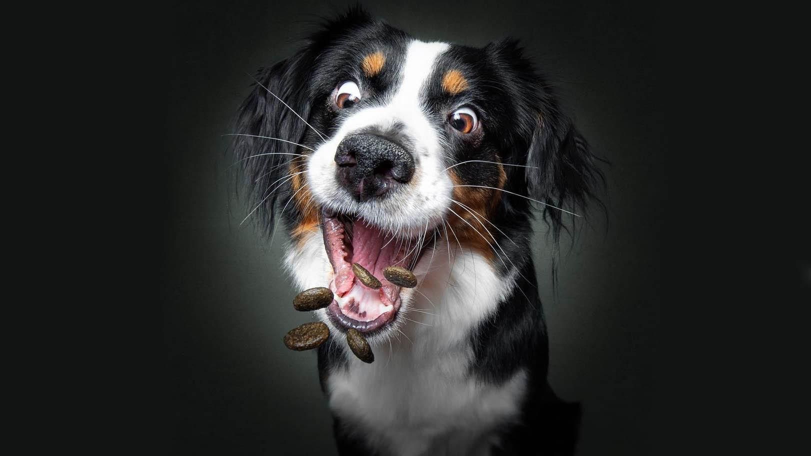 Щирі емоції та шалений апетит: кумедні фото собак, що намагаються піймати їжу в повітрі