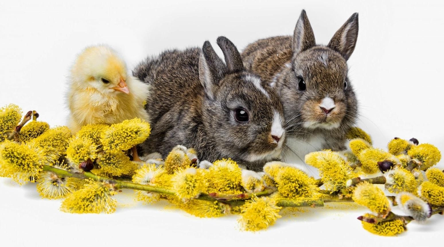 Картинки з Вербною неділею 2019 - привітання, листівки зі святом Картинки з Вербною неділею 2019 - привітання, листівки зі святом