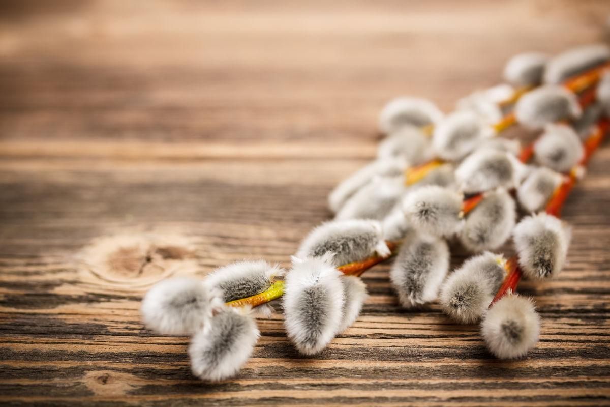 Вербна неділя 2020 – прикмети для дівчат та забобони 12 квітня Вербна неділя 2020 – прикмети для дівчат та забобони 12 квітня