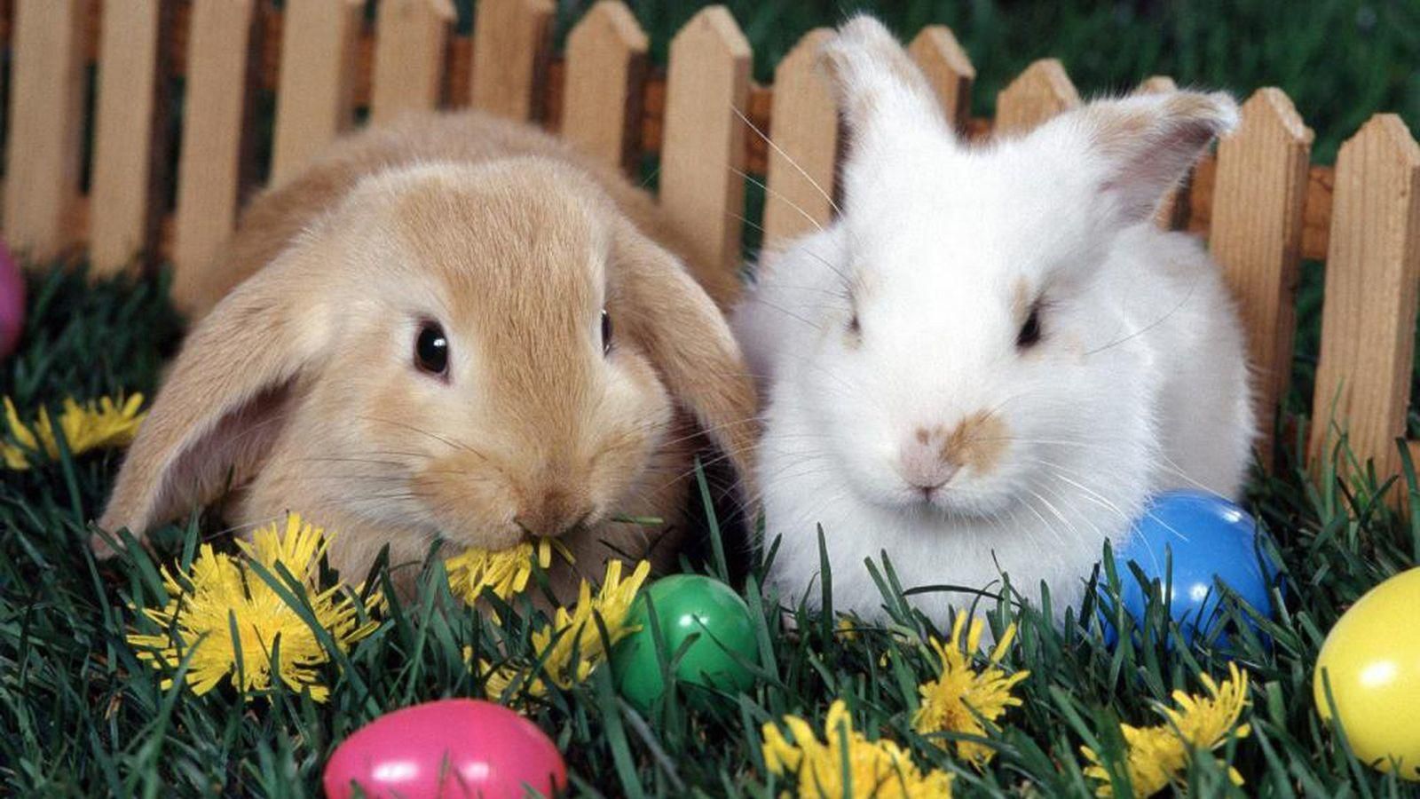 26 апреля 2019 – праздник в Украине и что нельзя делать 26.04.2019 26 апреля 2019 – праздник в Украине и что нельзя делать 26.04.2019