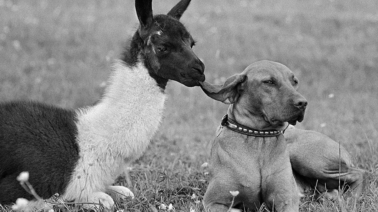 Дружба животных и людей: снимки, которые прославили африканского фотографа на весь мир Дружба животных и людей: снимки, которые прославили африканского фотографа на весь мир