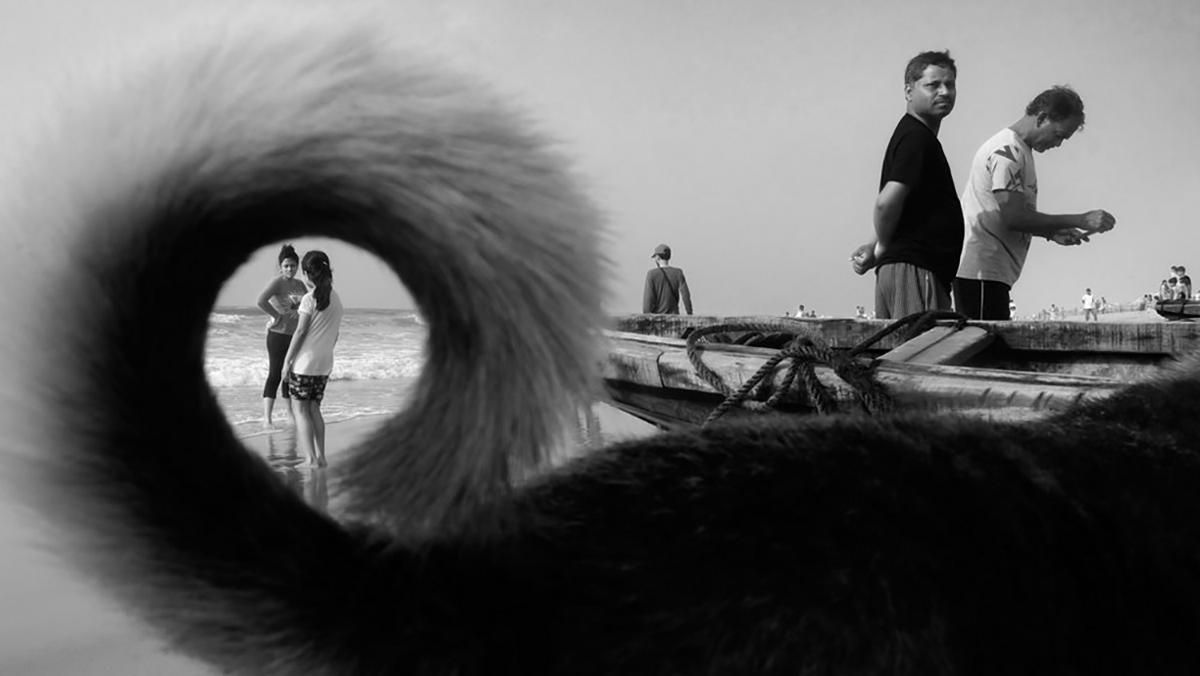 Животные и люди, которые дополняют друг друга: уличные фото с необычных ракурсов Животные и люди, которые дополняют друг друга: уличные фото с необычных ракурсов