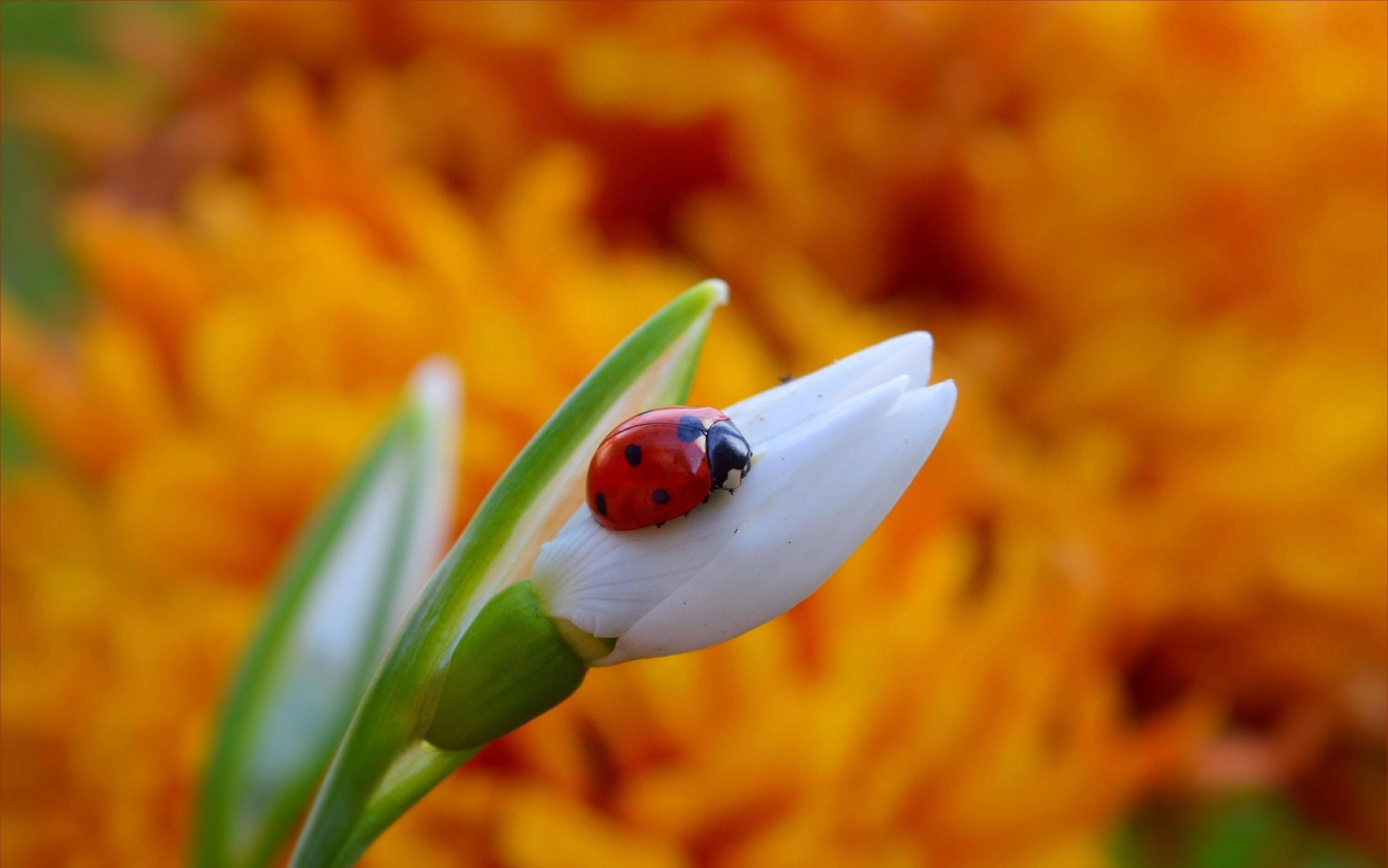 8 травня 2019 – яке свято в Україні та що не можна 8 травня 2019 – яке свято в Україні та що не можна