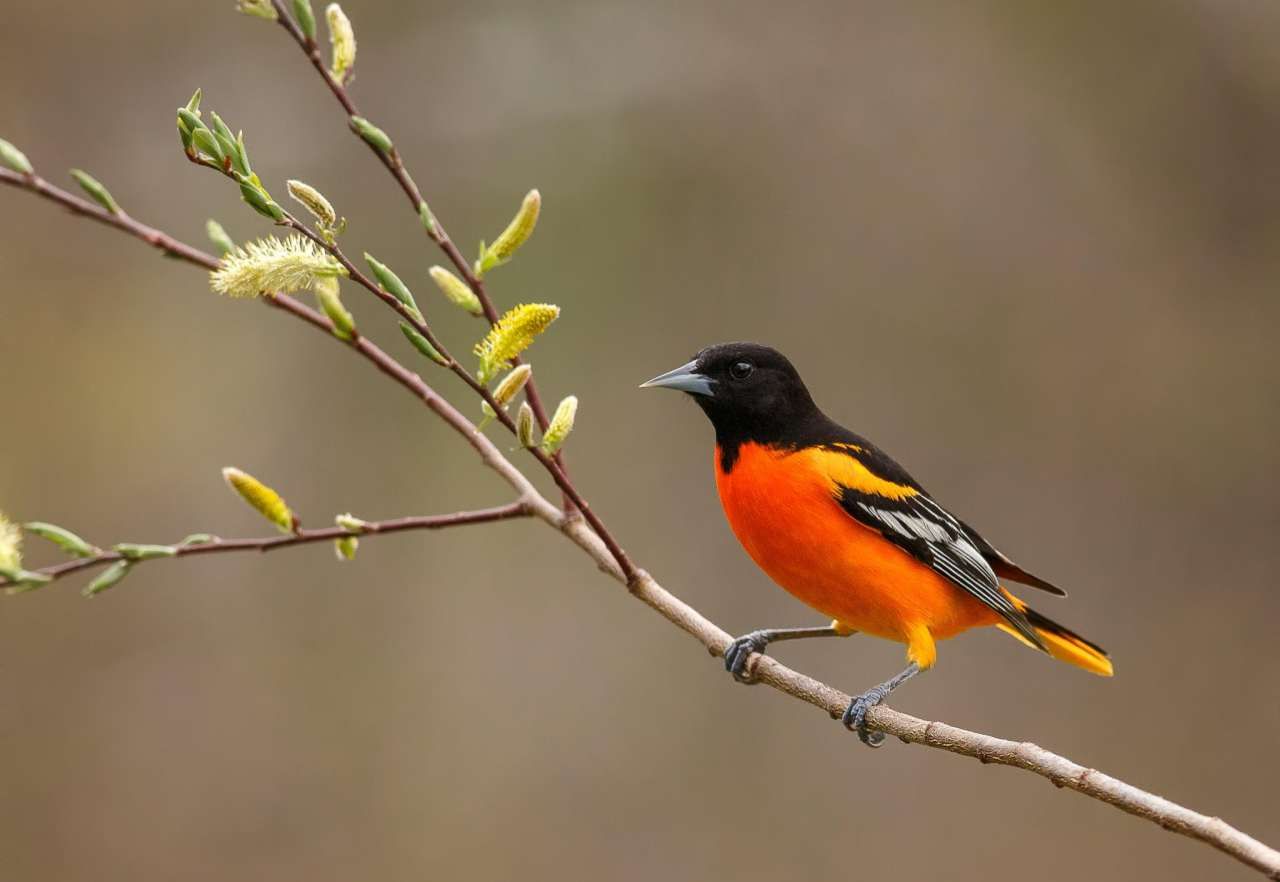 13 мая 2019 – какой праздник в Украине и что нельзя 13 мая 2019 – какой праздник в Украине и что нельзя