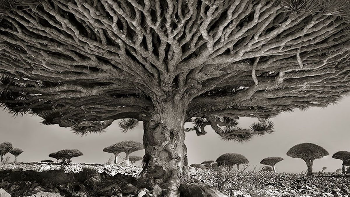 Жінка 14 років фотографувала найстаріші у світі дерева: як вони виглядають