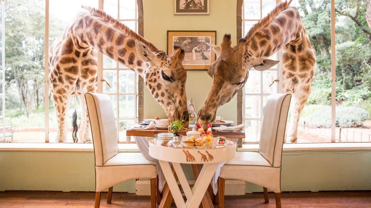 В одному з готелів Східної Африки гості можуть поснідати разом з жирафами: неймовірні фото 
