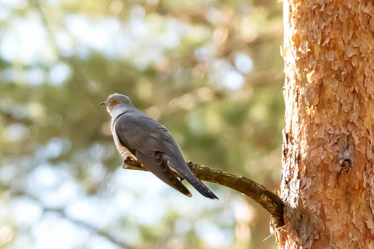 17 травня 2019 – яке свято в Україні та що не можна робити 17 травня 2019 – яке свято в Україні та що не можна робити
