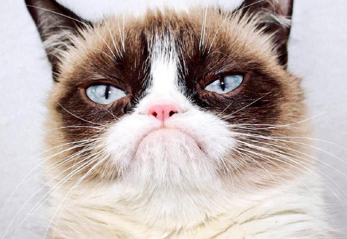 Помер Grumpy Cat - чому кіт став мемом, все про Grumpy Cat